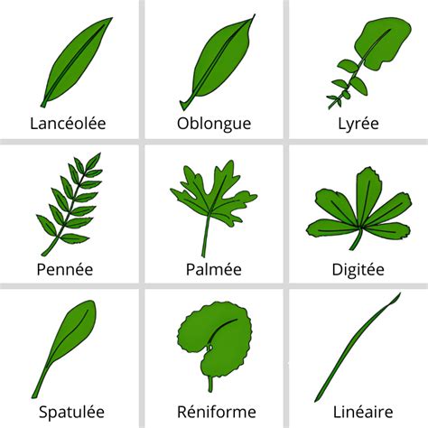 Schéma comparatif des feuilles de différentes espèces de Carpobrotus