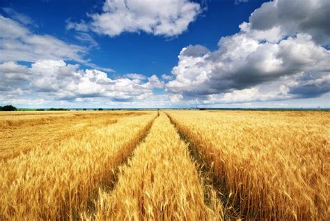Champ de céréales anciennes et biodiversité cultivée