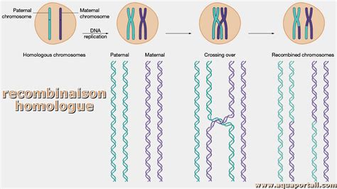 Schéma illustrant la recombinaison homologue