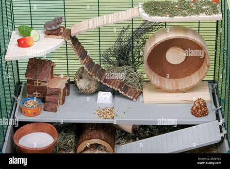 Hamster russe explorant son environnement dans une cage enrichie