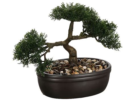 Un bonsaï traditionnel dans un pot en céramique