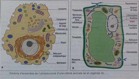 Illustration macroscopique montrant la structure des cellules de sphaigne et ses hyalocytes absorbants