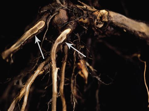 Gros plan sur des racines de bonsaï montrant des signes de pourriture