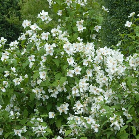 Seringat en fleur dans un jardin