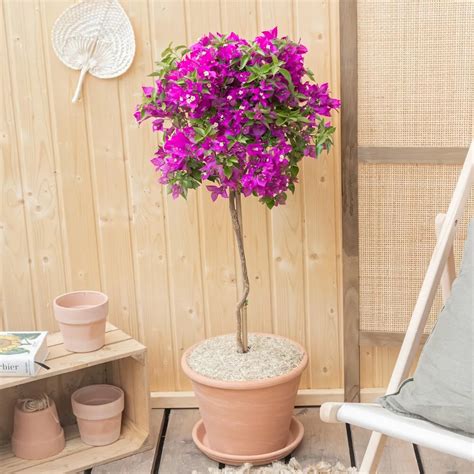 Bougainvillier en pot sur une terrasse ensoleillée