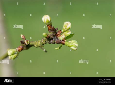 Bourgeons floraux de prunier en cours de développement
