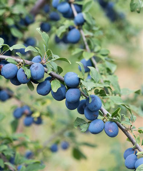 Jeunes prunes en développement