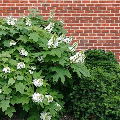 Schéma comparatif des feuilles d'Hydrangea macrophylla et d'Hydrangea quercifolia