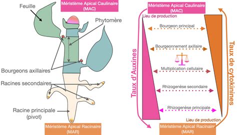 Schéma de la rhizogenèse adventive