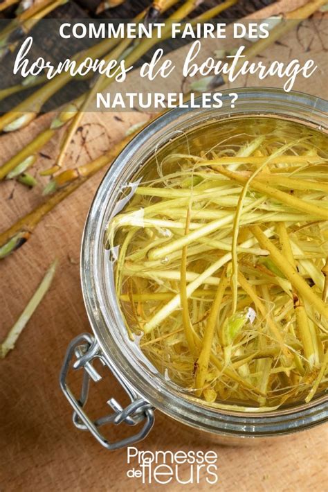 Infographie sur les différentes formes d'hormones de bouturage