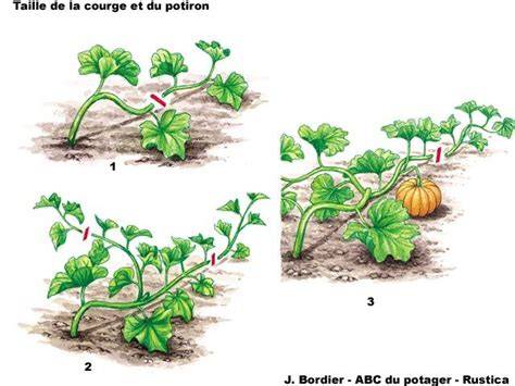 Schéma de la taille des courges pour optimiser la fructification