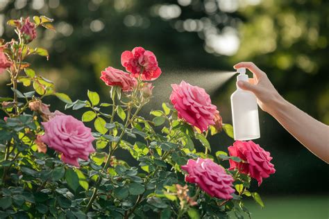 Jardinier utilisant un traitement naturel sur ses rosiers