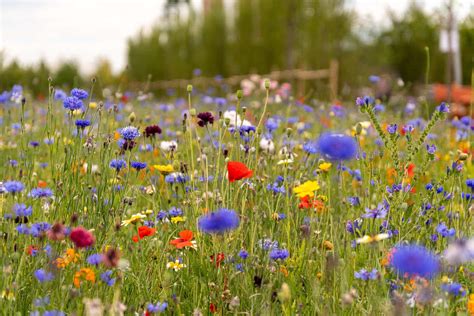 Image d'un champ fleuri en Alsace