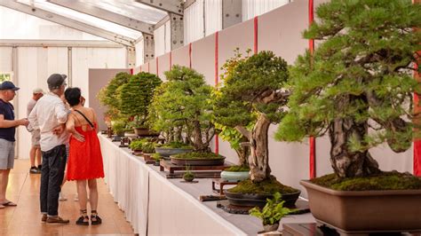 Vue panoramique d'une exposition de bonsaï dans un grand salon européen