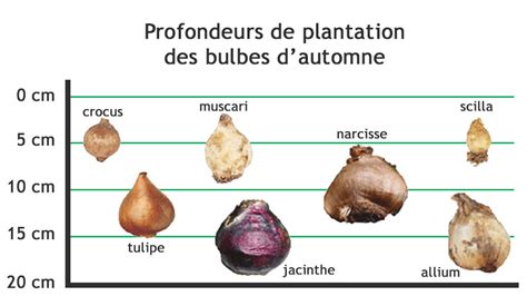Schéma illustrant la profondeur de plantation idéale pour les bulbes d'hiver