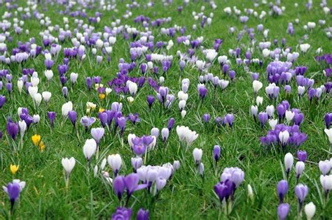 Crocus naturalisés dans une pelouse au sortir de l'hiver