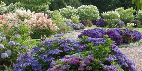 Vue panoramique du jardin Shamrock à Varengeville-sur-Mer avec ses massifs d'hortensias en pleine floraison