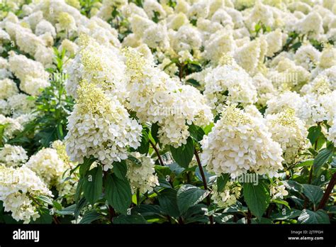 Gros plan sur une fleur d'Hydrangea macrophylla illustrant la précision de la sélection botanique