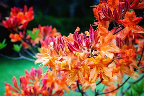 Azalée de Chine en fleurs
