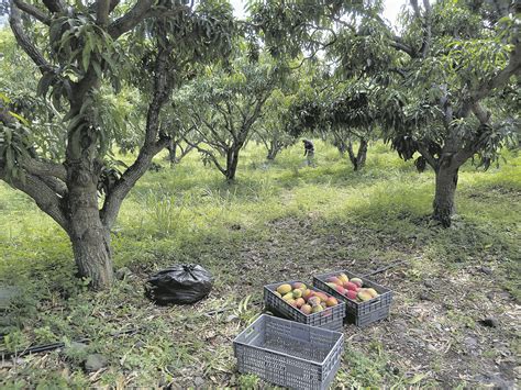 Photo de mangues fraîchement cueillies dans une plantation équatorienne.