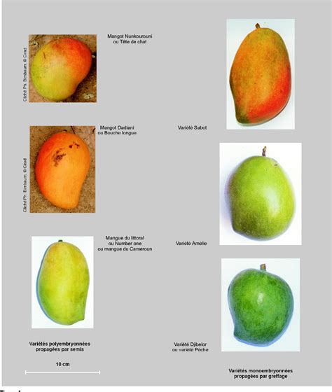 Infographie montrant les différentes variétés de mangues et leurs caractéristiques.