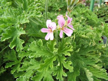 une plante de géranium odorant sur une terrasse ensoleillée