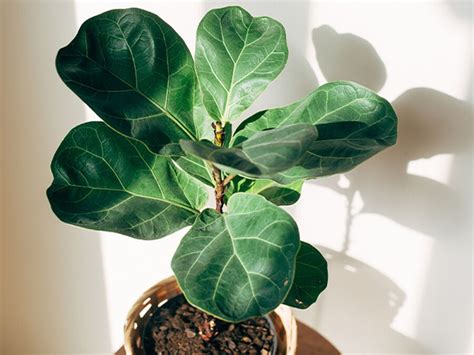Diversité des Ficus en intérieur