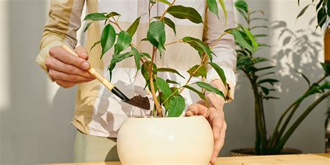 Rempotage d'un Ficus
