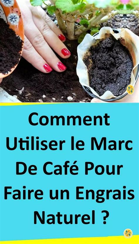 Marc de café utilisé comme engrais