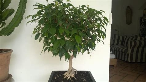Taille d'un Ficus benjamina