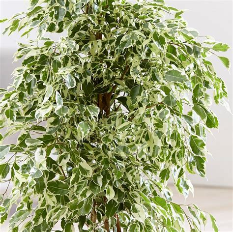 Ficus benjamina 'Twilight'