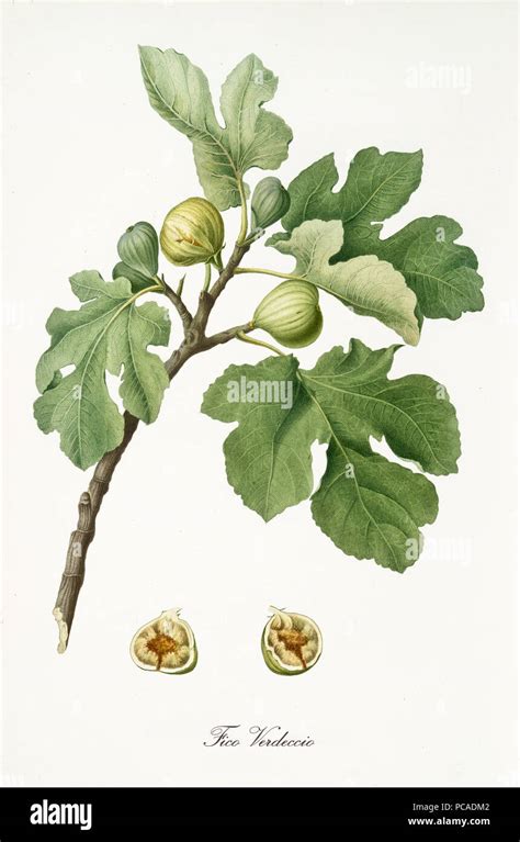 Illustration botanique d'un figuier avec ses feuilles lobées et ses fruits