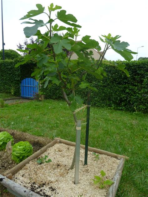 Un figuier vigoureux dans un jardin ensoleillé