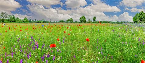 Champ de jacinthes en fleurs au printemps
