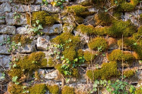 Exemple de lierre recouvrant un vieux mur de pierre pour une isolation naturelle