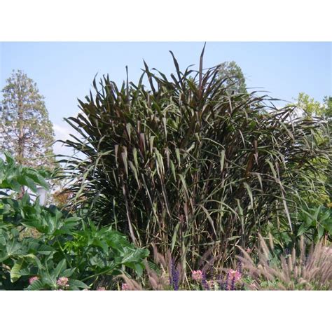 une touffe dense et érigée de Saccharum officinarum violaceum dans un jardin méditerranéen