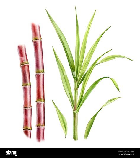 détail d'une tige de canne à sucre pourpre montrant sa texture et sa pigmentation