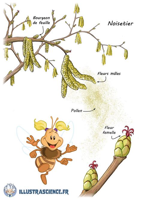 Schéma de la pollinisation anémophile du noisetier