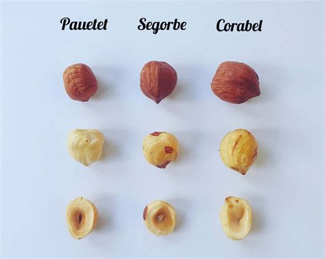 Comparaison des variétés de noisettes commerciales