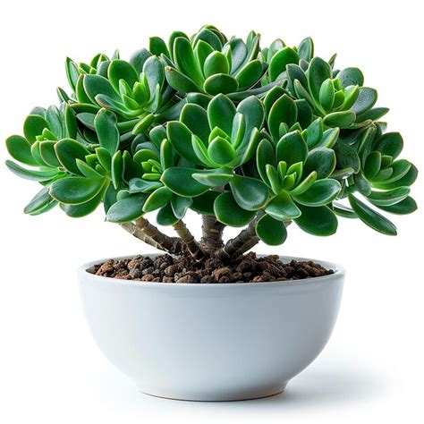 Crassula ovata en pot dans un intérieur lumineux