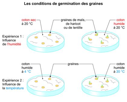 Schéma explicatif de la germination des graines potagères
