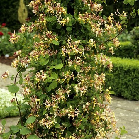Jardin de chèvrefeuille en fleurs