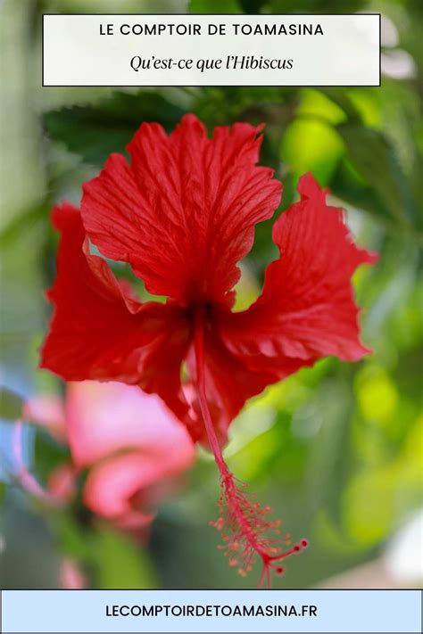 Boutique du Comptoir de Toamasina présentant hibiscus et vanille