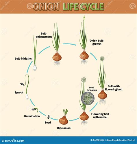 Schéma illustrant le cycle de vie des graminées annuelles et leurs périodes de levée