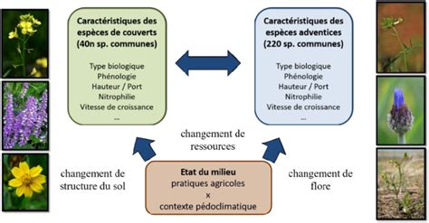 Infographie montrant la relation entre la présence d'une adventice spécifique et le type de déséquilibre du sol