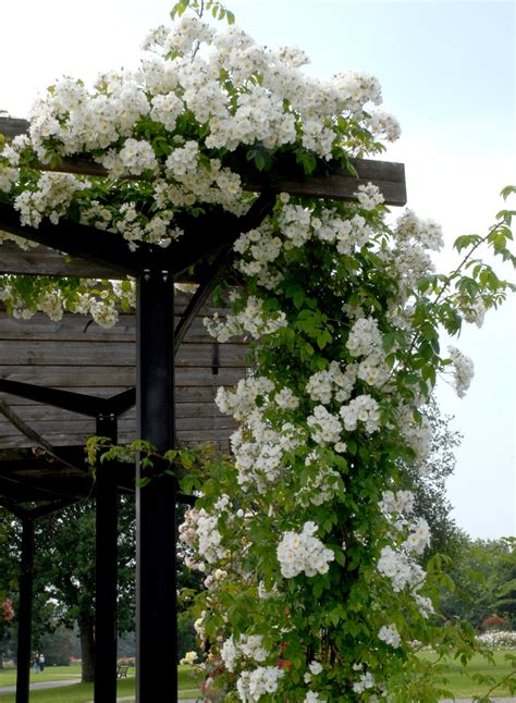 rosier grimpant blanc sur un support de jardin