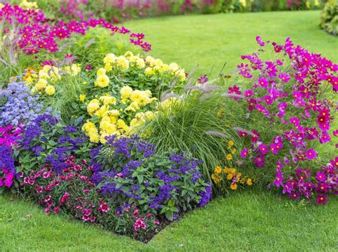 Photographie d'un massif de fleurs annuelles aux couleurs variées