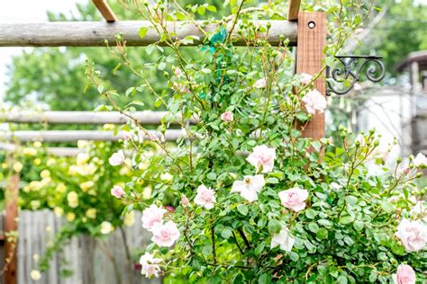 Un rosier grimpant en fleurs associé à un feuillage de lierre sur un support ancien