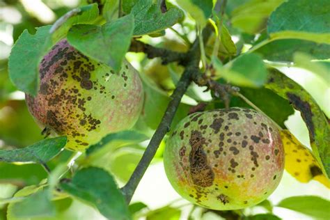 Taches de tavelure sur des feuilles de cognassier