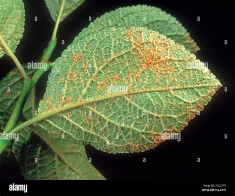 Pustules de rouille sur le dessous d'une feuille de cognassier